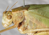 CollectionObject 1552393; 956274c3-7f53-4184-9aa8-90a08059da56: female, head and pronotum, lateral view. (CollectionObject).