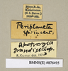CollectionObject 1573116; 9a2a00e9-4fb0-46ed-9199-3a7adfa29a74: Copyright Natural History Museum, London. Labels from non-type (adult female) in BM(NH). (CollectionObject).