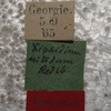 labels (syntype of Xiphidium nitidum). Depicts CollectionObject 1505663; b913872e-aee1-4fd2-9bf5-72d29d2ae84e, a CollectionObject.