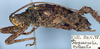 male, lateral view (syntype). Depicts CollectionObject 1531982; c903ae45-81f8-4cc1-a02c-c92e872c9be7, a CollectionObject.