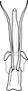 Aedeagus, ventral view on Athysanopsis salicis Matsumura, 1905: Aedeagus, ventral view. (Observation).