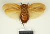 CollectionObject 1572857; 03188aa1-33b8-4b20-b579-0a6754a69835: Copyright Natural History Museum, London. Non-type (adult female) in BM(NH). Ventral view. (CollectionObject).