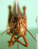 female, frontal view (holotype of Acridium paranense). Depicts CollectionObject 1501963; 2f79966d-1287-4851-9e61-b0e5265adcbb, DORSA BA000123S01, a CollectionObject.