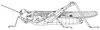 Acrotylus longipes longipes (Charpentier, 1845): Page 213, Figure 5. female habitus. (Otu).