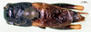 CollectionObject 1501913; a100aa4c-3f1c-405b-a440-55b5a7854cea: male, dorsal view. (CollectionObject).