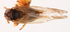 Habitus, dorsal view on Delphacodes saxicola Muir, 1926: (Observation).