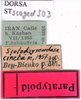 labels (paratype). Depicts CollectionObject 1530837; 02aa7e7e-d929-427b-88c9-bf1b3e880fb8, a CollectionObject.
