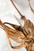 CollectionObject 1531297; 727f9087-bf3f-4eca-9c40-db81d8fce988: female, ventral view (holotype). (CollectionObject).
