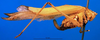 CollectionObject 1501729; 8b48c11e-f516-4a15-aeef-91b6f03c5d89: female, lateral view (paralectotype). (CollectionObject).