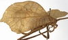 CollectionObject 1529693; 4d3db86c-cbb3-43ed-ba99-53289e088b6b: female, lateral view (holotype). (CollectionObject).
