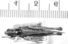 CollectionObject 1524994; 20771361-3814-4c5c-b553-60632dd3266c: male, dorsal view (lectotype of Plectrotettix macneilli). (CollectionObject).