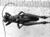 CollectionObject 1530615; 22b3ee4b-871d-4845-a7dc-1a7f4c1b1159: Image Carbonell, C.S. male, dorsal view (syntype). (CollectionObject).