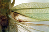 CollectionObject 1500512; a5ab3fed-2e5d-4c43-a101-6c0919bca04b, DORSA BTcatgutHTM: male, base of right tegmen (holotype). (CollectionObject).