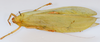 CollectionObject 1593010; abefd1f1-776a-471e-8190-0fc210b68db2: female, dorsal view (syntype?). (CollectionObject).