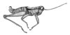 Parascopas chapadensis Rehn, 1909: Fig. 38 (after type). male habitus. (Otu).