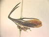 Micreune Walker, 1857: _Micreune formidanda_. (Otu).