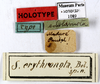 CollectionObject 1587175; MNHN(SF IMPORT DUPLICATE) MNHN-EP-EP1089, 758c17be-3657-44b6-9dfe-1b0e569a26ba: CC BY-NC-ND 4.0/MNHN - Depraetere Marion - 2014. Holotype, sex unknown, of erythronota Bolívar, 1897. Specimen number: MNHN-EP-EP1089. http://coldb.mnhn.fr/catalognumber/mnhn/ep/ep1089. (CollectionObject).