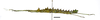 CollectionObject 1595662; 3c2d9ef7-965a-4a20-a322-2cf0e46e7296: copyright SWFU Kunming. female, lateral view (holotype). (CollectionObject).