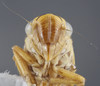 Head: !! display not done !! on Evacanthus (Evacanthus) interruptus (Linnaeus, 1758): Head/Face. (Observation).