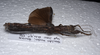 CollectionObject 1576229; 4592d0ec-43d0-477b-89d4-d1c2b60067e1: copyright ZRC, Singapore. female, lateral view (holotype). (CollectionObject).
