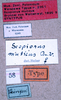 CollectionObject 1534531; ed87de70-c4b0-40b6-b0d6-ecdfb1b3b9d7: labels (holotype of Scopiorus muticus). (CollectionObject).