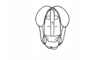 Abracris dilecta Walker, 1870: Fig. 2B. head, frontal view. (Otu).
