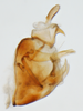 Pygofer, lateral view on Nothodelphax foveatus (Van Duzee, 1897): (Observation).