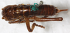 CollectionObject 1533023; d70bcc26-a5d0-4d7c-a2c1-d19b8b4914a4: female, dorsal view (syntype). (CollectionObject).