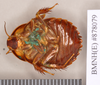 Gyna maculipennis (Schaum, 1853): Lectotype, juvenile, ventral. BMNH(E)#878079. (Otu).