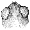 CollectionObject 1537756; 414acee6-361e-4e70-9c15-8fcb258b0ef8: Fig. 12 (after type). fastigium. (CollectionObject).