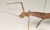 CollectionObject 1560435; dd64b8db-542d-499b-9925-069a0d78b473: copyright Natural History Museum, London. female: head and thorax, lateral view (syntype). (CollectionObject).;CollectionObject 1560436; fb5361fa-2dec-4ea9-876a-b1c5e236ef61: copyright Natural History Museum, London. female: head and thorax, lateral view (syntype). (CollectionObject).