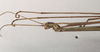 CollectionObject 1557944; NHMUK(SF IMPORT DUPLICATE) 844868, ee457233-8ef0-4557-8957-a691c91a0b8d: copyright Natural History Museum, London. male: head and thorax, lateral view (holotype). (CollectionObject).