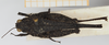 CollectionObject 1580018; ac4ce87a-cce6-4eb0-9027-2e9eab874e69, NHMUK010924584: female, dorsal view (holotype). (CollectionObject).