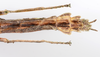 CollectionObject 1590155; 99ee21b4-bf79-42a3-ac15-8cafb04d2655: copyright ZSMC, Munich. male: end of abdomen, ventral view (holotype). (CollectionObject).