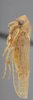 Habitus, lateral view: !! display not done !! on Chlorotettix iridescens DeLong, 1916: Lateral. (Observation).