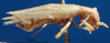 female, lateral view (syntype). Depicts CollectionObject 1530792; 90f0f4a8-f6f4-4e54-b804-ba340a0625fb, a CollectionObject.