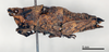 CollectionObject 1535526; 0c2dc6bc-3d9b-472b-91b2-77e8d0401f99: female, lateral view (holotype). (CollectionObject).