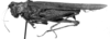 Ommexecha apolinari Hebard, 1923: female, lateral view (allotype). (Otu).