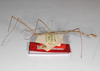 CollectionObject 1561544; 30330bba-5941-41c0-9261-d1ac48dfe74b: copyright ZMHB, Berlin. male, lateral view (syntype). (CollectionObject).;CollectionObject 1561545; 6b1e6c94-13ab-43a1-a65a-24f44cdb6703: copyright ZMHB, Berlin. male, lateral view (syntype). (CollectionObject).