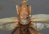 male pronotum, dorsal view (syntype). Depicts CollectionObject 1505650; 8d562f1c-a227-4884-855b-4030aa32f076, a CollectionObject.