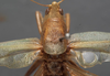 CollectionObject 1505650; 8d562f1c-a227-4884-855b-4030aa32f076: male pronotum, dorsal view (syntype). (CollectionObject).