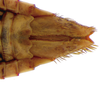 Other on Pseudocostanana flavina (DeLong & Freytag, 1972): Female specimen [DZUP]: distal portion of abdomen, ventral view. (Observation).
