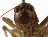 CollectionObject 1530613; 97680aca-b438-4491-86a4-4c961f30e976: male face (syntype). (CollectionObject).