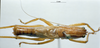 CollectionObject 1531425; 7783b2ab-e01d-4abe-9aab-ba2ca0c75bc0: male, dorsal view (syntype). (CollectionObject).