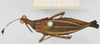 CollectionObject 1517897; ad9f2a00-e5dc-48ae-a87b-1ca3b54a9626, NHMUK10924424: female, dorsal view (holotype). (CollectionObject).