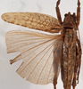 CollectionObject 1534517; ddce5745-606c-4dff-8207-20d30dc2e661: male, dorsal view (holotype). (CollectionObject).