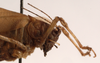 CollectionObject 1534468; 78ae3b67-1f7d-4aaf-bcf6-b830a558b0a3: female pronotum, lateral view (holotype). (CollectionObject).