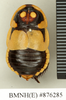 CollectionObject 1572944; 2afeaff8-2756-4a9d-8627-f3b14051977b: Copyright Natural History Museum, London. Non-type (adult male) in BM(NH). Dorsal view. (CollectionObject).