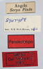 CollectionObject 1578631; f75983e7-fcfe-4779-b9fa-7df4e014cc59: female, labels (paralectotype of Maura rugulosa). (CollectionObject).