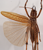 CollectionObject 1534505; fb31cbfd-ab02-49a8-9771-15fe1a7d62c8: female, dorsal view (holotype). (CollectionObject).